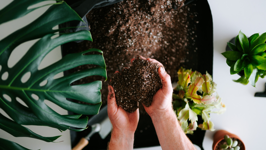 Best Soil for Monstera