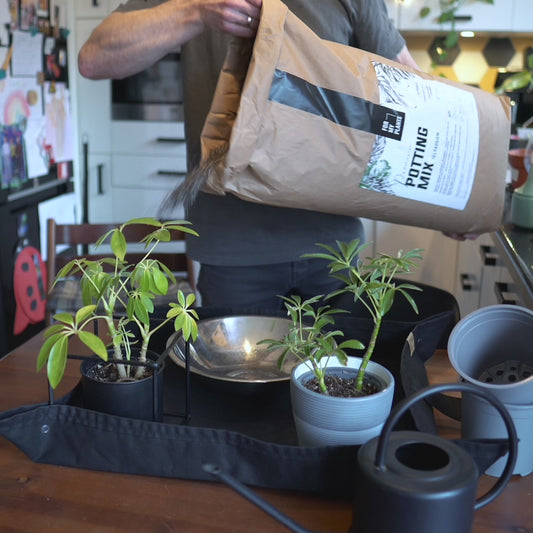 POTTING MIX | AUGSNES MAISĪJUMS MĪLĒTĀKAJIEM TELPAUGIEM