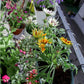 Urban Mix (27 liters) outdoor plants