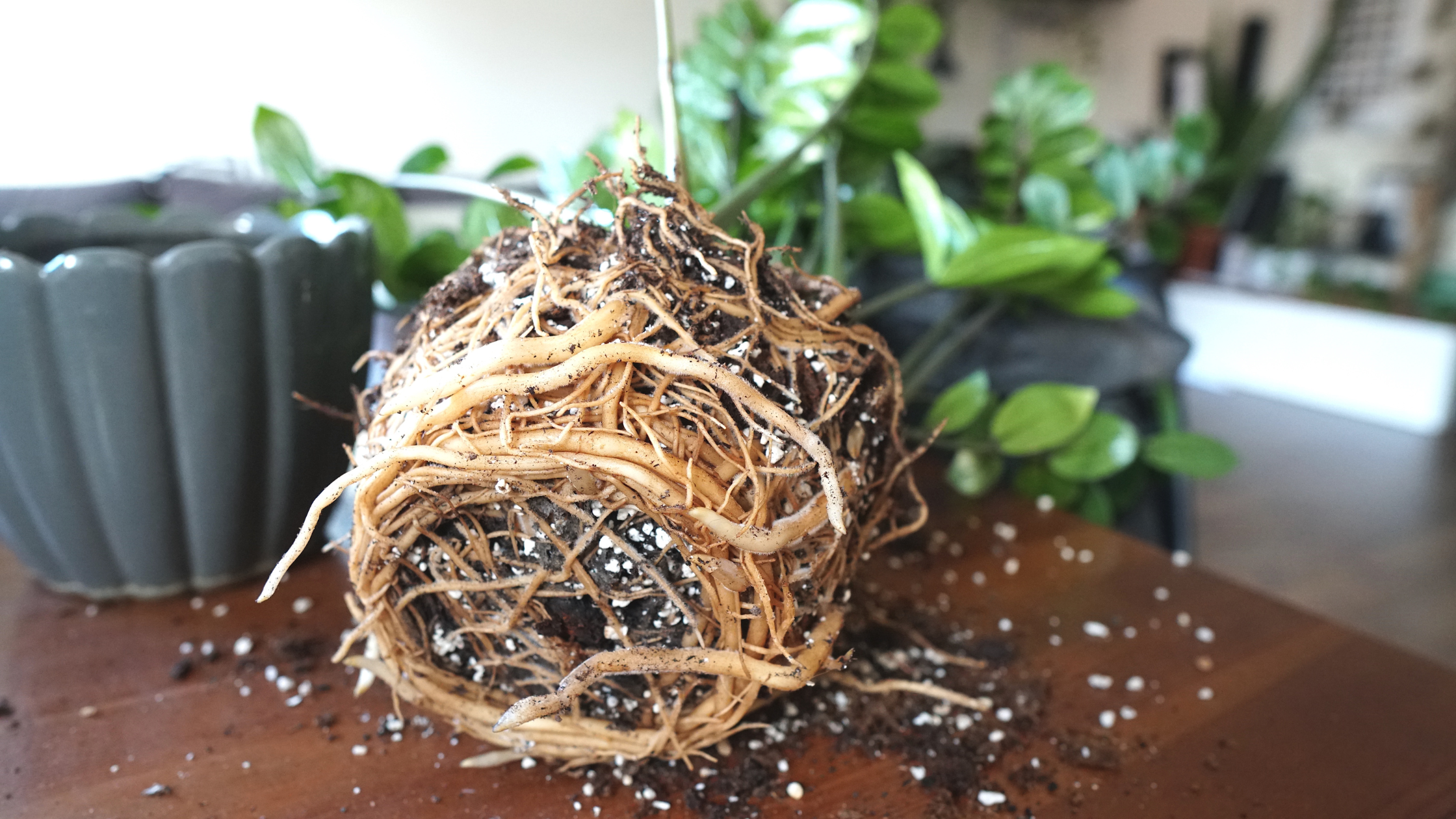 How to Know When to Repot a Plant – FOR MY PLANTS