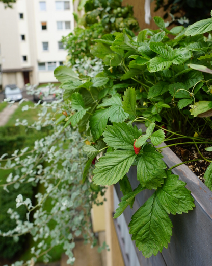 Urban Mix (160 liters) for outdoor plants