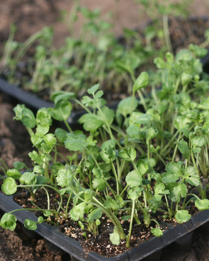 Potting Mix (2 x 27 liters) for houseplants