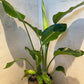 Kambarinių augalų dirvožemio mišinys (7 litrai)