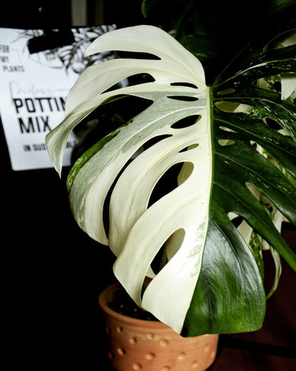 Potting Mix (2 x 27 liters) for houseplants