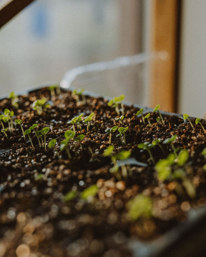 Potting Mix (27 liters) for houseplants